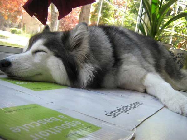 husky-17