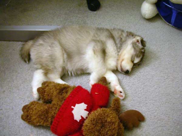 husky-18