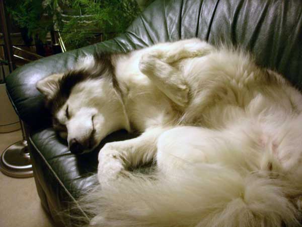 husky-19