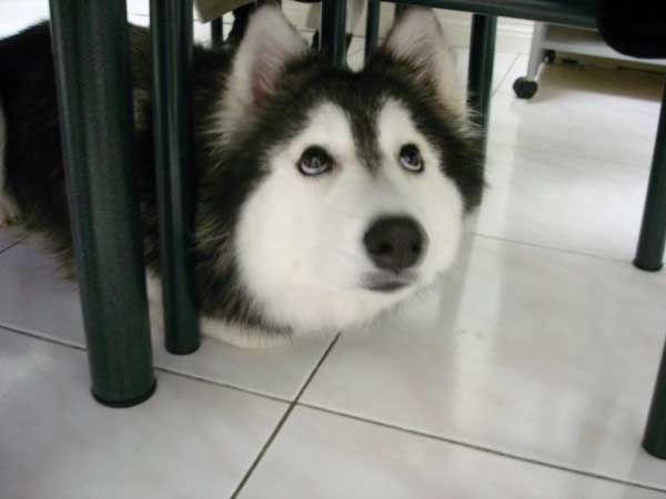 husky-21
