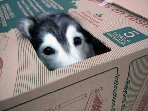 Adorable Husky Thinks She Is A Cat