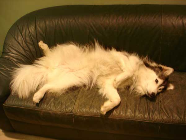 husky-3