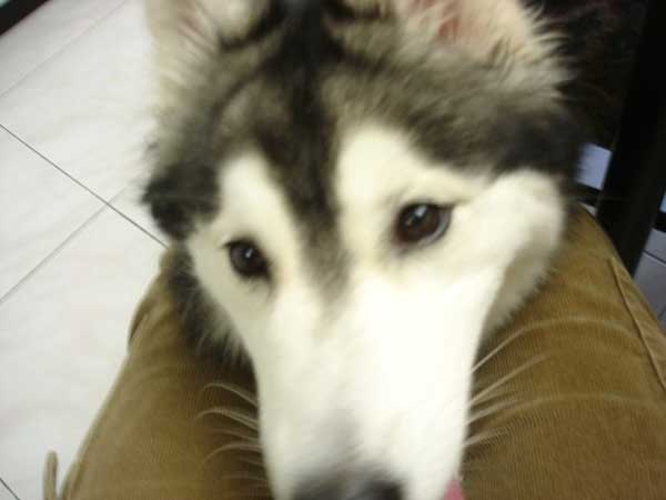 husky-8