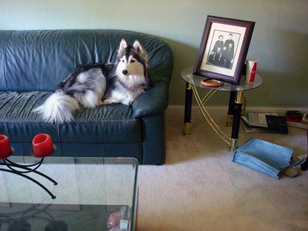 husky-9