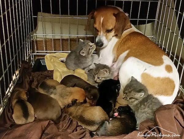 mary-and-kittens