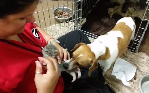 mary-kittens-3