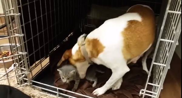 mary-kittens-4