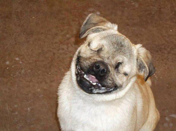 Xander the pug