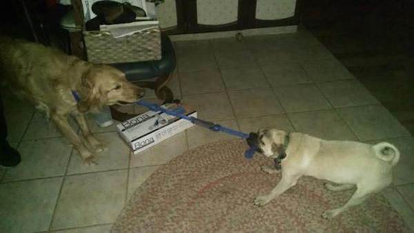 Xander the pug