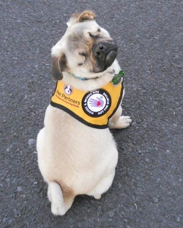 Xander the pug