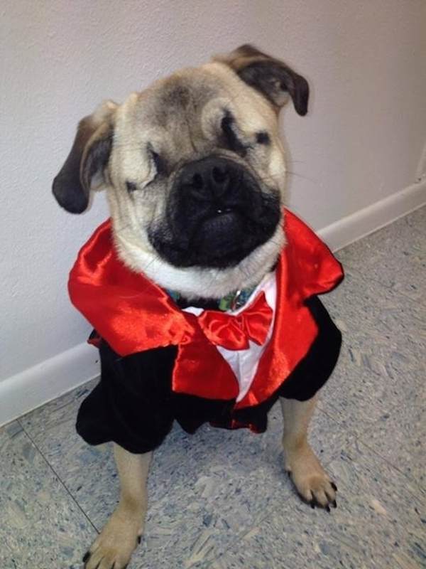 Xander the pug