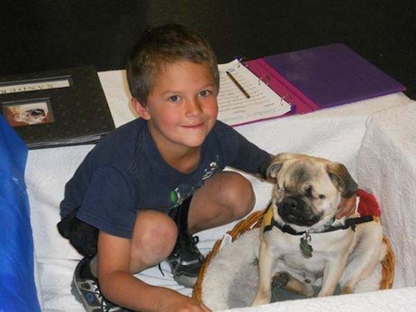 Xander the pug