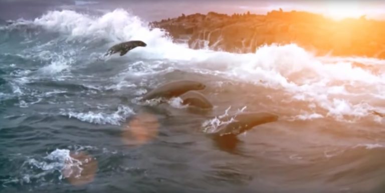 Spectacular Footage Of The Ocean’s Wonder And Beauty Reminds Us How Wonderful Our Planet Is