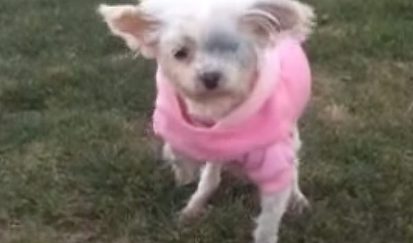 Dog Rescued From Puppy Mill Walks On Grass For The Very First Time