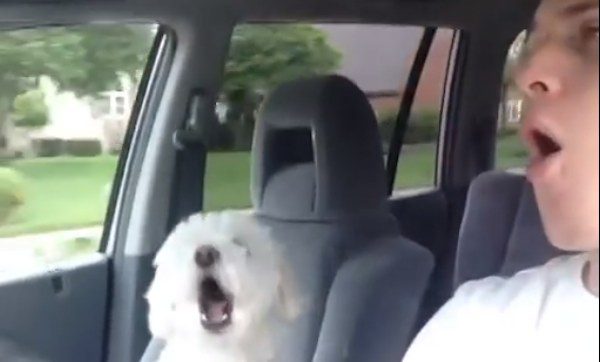 Puppy Has The Most Adorable Reaction To Going On A Road Trip
