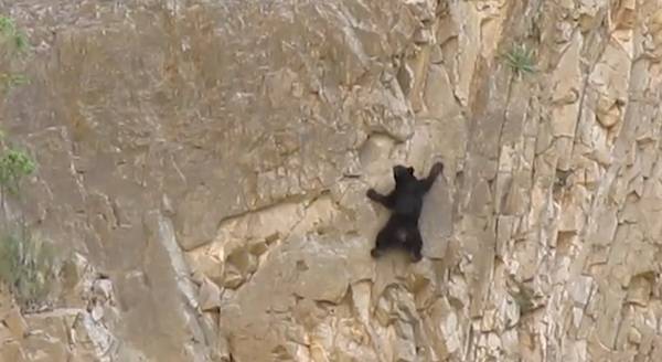 Bear cub climbs cliff