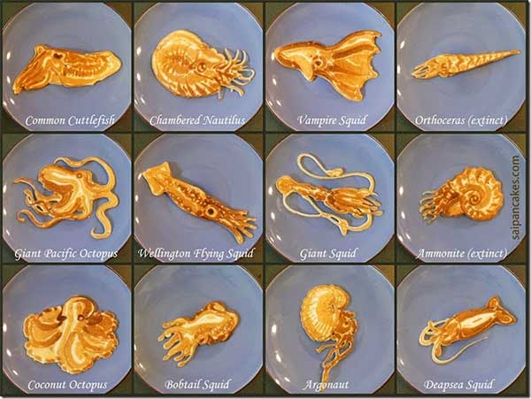 saipancakes-cephalopod