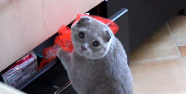 Naughty Cat Has Priceless Reaction After Getting Busted Going Through Drawer