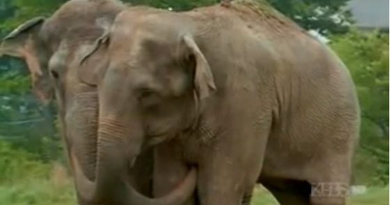 Two Elephants Separated For 22 Years Have Emotional Reunion