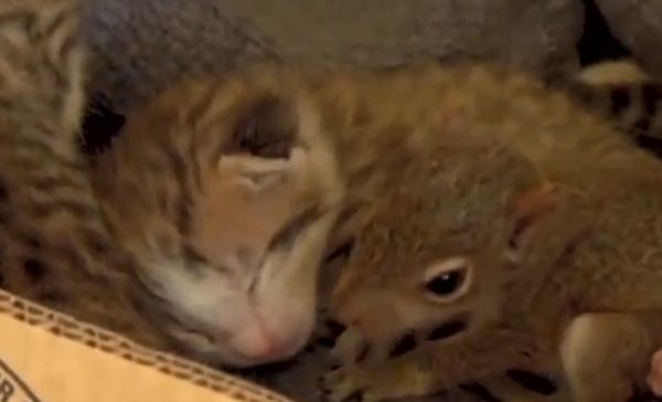 squirre-nursed-by-cat-2