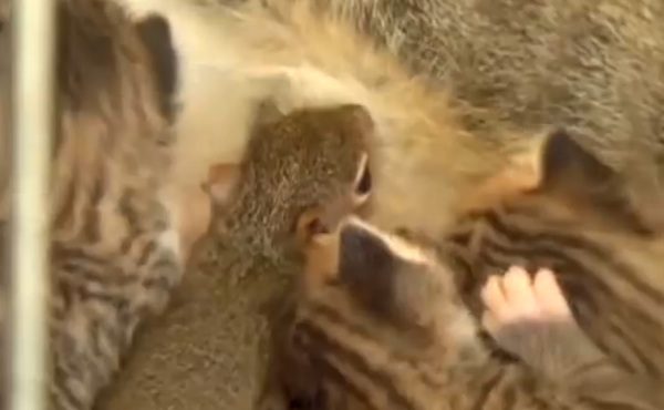 squirrel-nursed-by-cat
