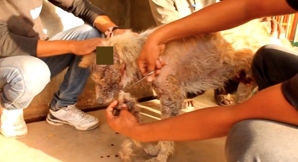 Maggot-Infested Street Dog With Strong Will To Live Brought Back To Life By Rescuers