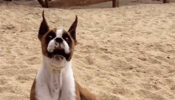 Boxer Puppy Has Funny Reaction To Tasting A Lime