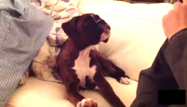 These Dogs Arguing with Their Humans Are Hilarious
