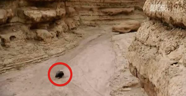 Woman survives canyon fall
