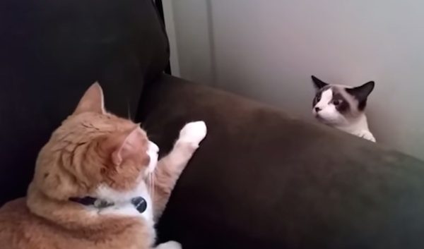 awkward cat