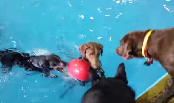 Dog Hilariously Stands Up Whenever She Is In Swimming Pool