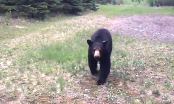 Bear Decides To Join Two Guys On Their Trail Run And Gives Them A Scare of Their Lives