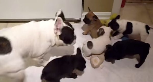 French Bulldog and his puppies