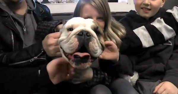 Igor the bulldog