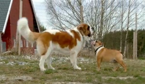 bulldog-at-kennel-3