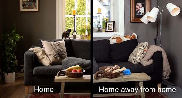 bulldog-at-kennel-6