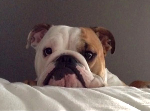 Igor the bulldog