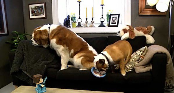 bulldog-at-kennel-8