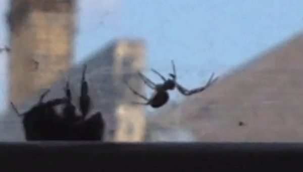 Bumblebee Caught In A Spider’s Web Has No Chance Of Escape Until Another Bee Arrives
