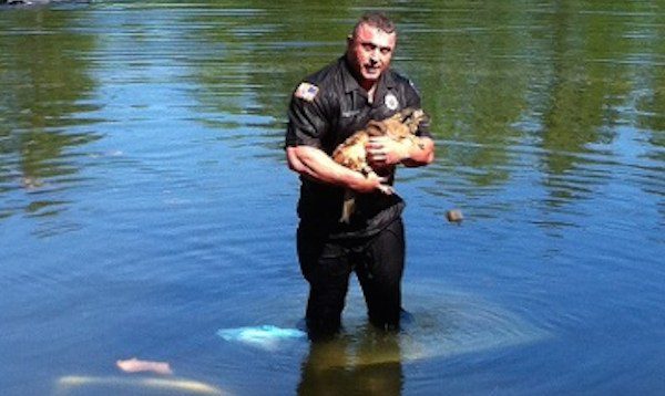Carver Police Officer saves dog from submerged truck