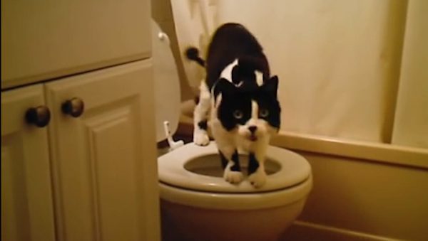 cat on toilet
