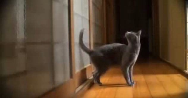 cat thumps door