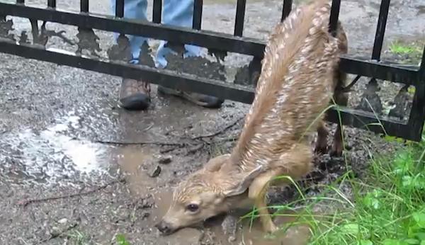 deer rescued from gate