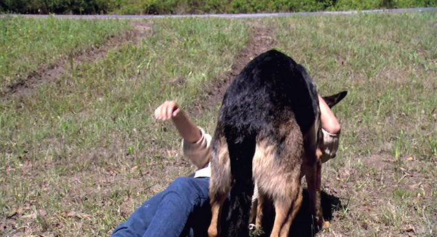 dog rescues woman from car crash