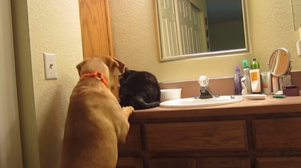 Dog steals cat's food