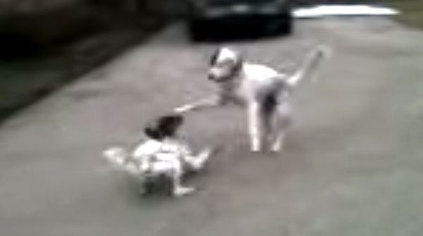 Puppy Deserves An Oscar For Her Hilariously Dramatic Performance While Playing With Dog