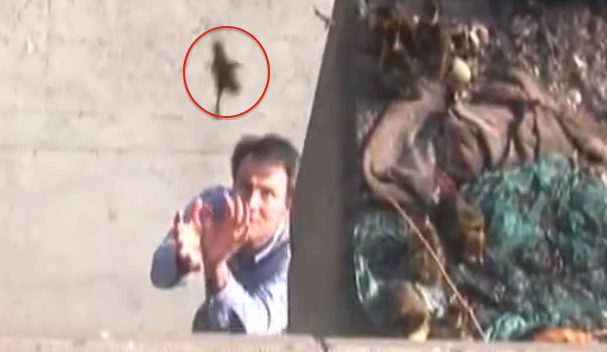 man saves ducklings from ledge