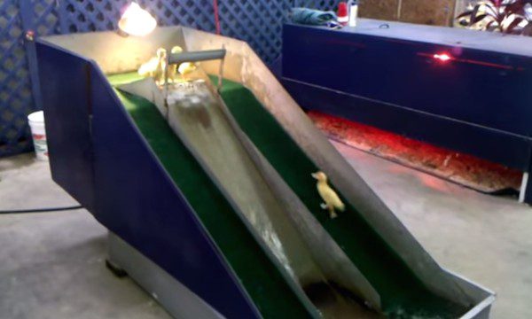 baby ducks on slide