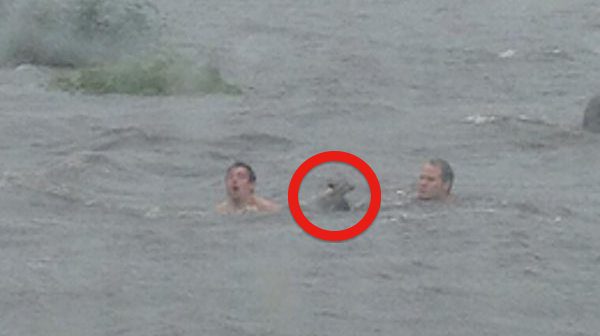 men rescue foxes from floodwaters