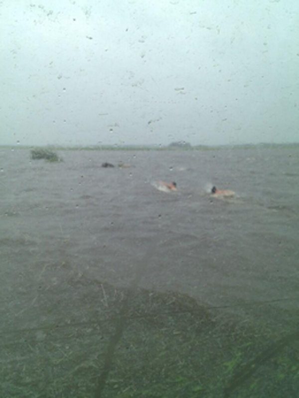 men swim in floodwaters to rescue foxes